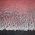 Andrzej Skoczylas - Flamingos