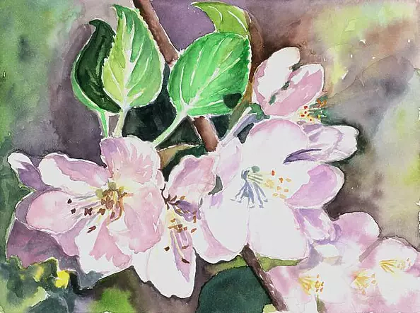 Zdzisław Rutkowski - Kwiaty jabłoni