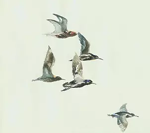 Zdzisław Rutkowski - Fighters in flight