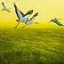Tadeusz Gazda - The cranes Are flying