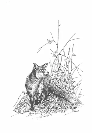 Michał Nowakowski - Fox - ilustracja do kalendarz 2017