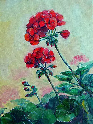   - Pelargonium I