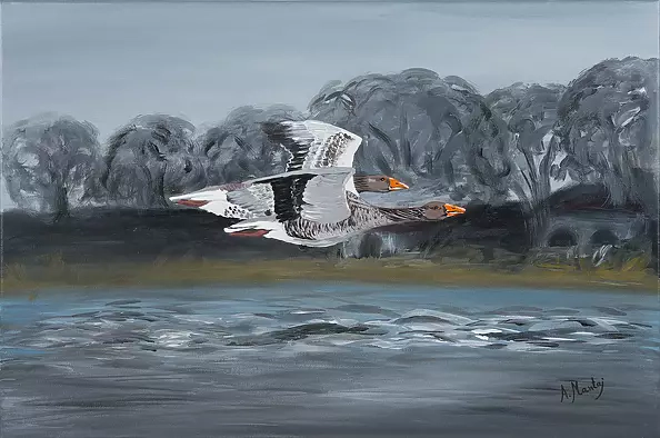 Agnieszka Mantaj - Greylag Goose