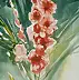 Kazimierz Twardowski - Gladiolus I.