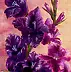 Małgorzata Mutor - gladioli