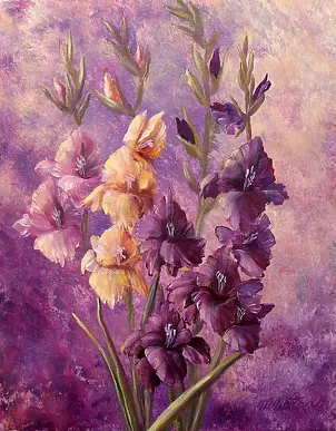   - gladioli Mirelli