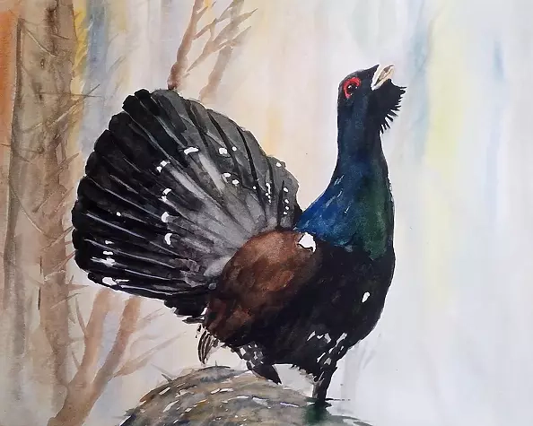 Zdzisław Rutkowski - capercaillie