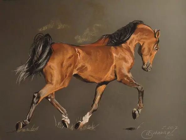 Agnieszka Morysiak - Bay horse.