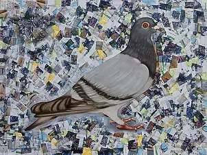 Amelia Augustyn - Pigeon