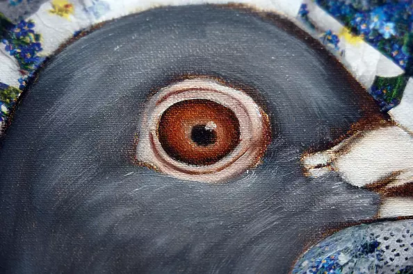 Amelia Augustyn - Gołąb