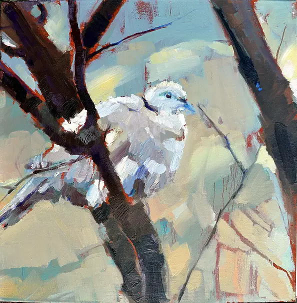 Doma Suszczyńska - Gołąb