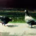 Piotr Pilawa - pigeons paving
