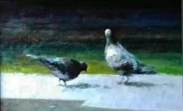 Piotr Pilawa - Gołębie kopia