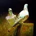 Piotr Pilawa - Pigeons on a black background