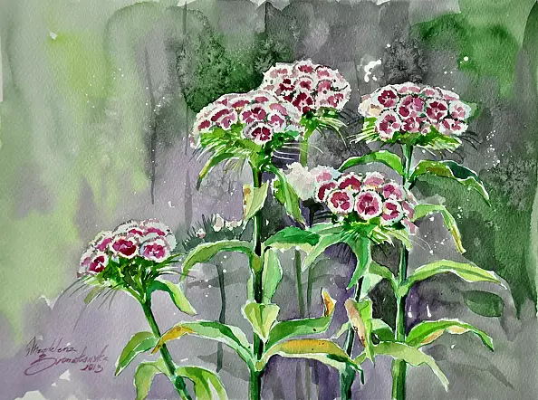 Magdalena Bronakowska - cloves