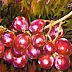 Mariusz Krzysztof Aniśko - grapes