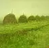 Tadeusz Gazda - I haymaking