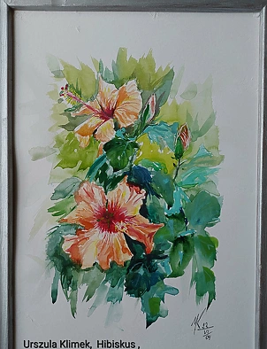 Urszula Klimek - Hibiscus