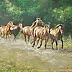 Andrzej Hamera - horses III
