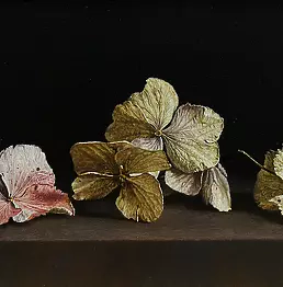 Maciej Cichocki - hydrangeas