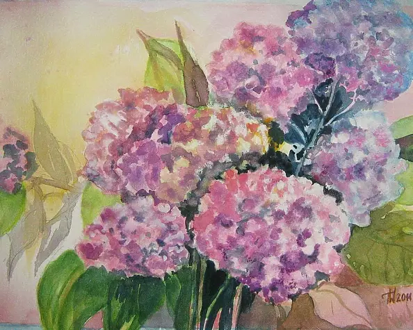 Wieter Wieter - hydrangeas