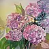 Wieter Wieter - hydrangeas