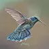 Vorden . - Hummingbird
