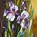 Dorota Łaz - Irises