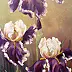 Małgorzata Mutor - Irises le matin
