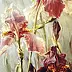 Maria Gruza - Irises