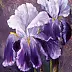 Małgorzata Mutor - May irises