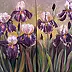 Małgorzata Mutor - Irises sur fond rose