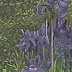 Wojciech Pater - Irises