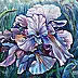 Danuta Polniaszek - iris fancy