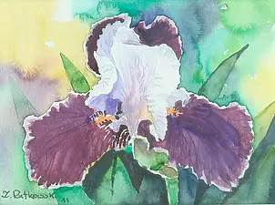 Zdzisław Rutkowski - Irys fioletowy