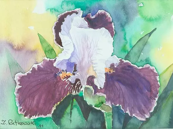 Zdzisław Rutkowski - Irys fioletowy