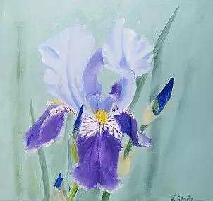   - Iris, blue-violet