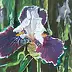 Zdzisław Rutkowski - Iris