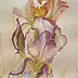 Dorota Kędzierska - Irises