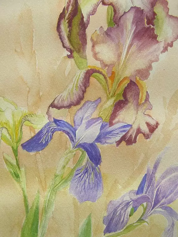 Dorota Kędzierska - Irises
