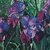 Agnieszka Michalczyk - Iris violets