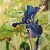 Jacek Syguła - Irises