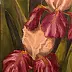 Kamila Dobrowolska Karaczewska - Irises