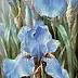 Maria Gruza - Irises