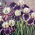 Małgorzata Mutor - Irises from Hamburg