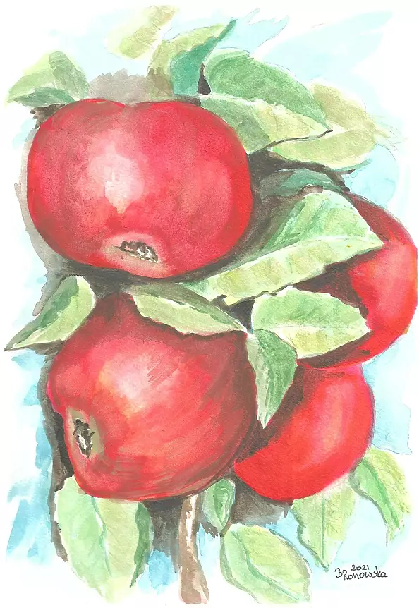 Bożena Ronowska - Jabłka na gałęzi