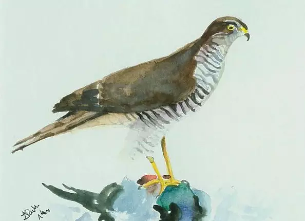 Zdzisław Rutkowski - Jastrząb