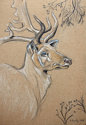 Amelia Augustyn - Deer
