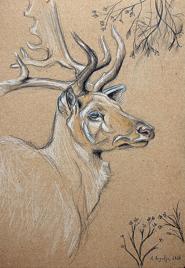 Amelia Augustyn - Deer