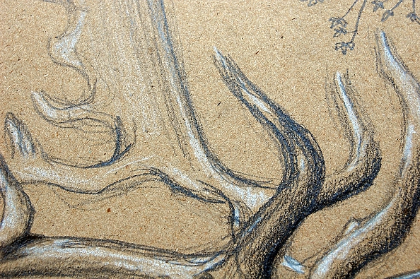 Amelia Augustyn - Deer